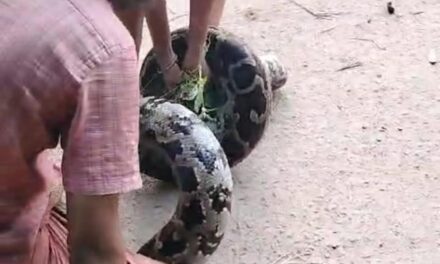 ಬೃಹತ್ ಗಾತ್ರದ ಹೆಬ್ಬಾವು ಹಿಡಿದ 12 ರ ಪೋರ !