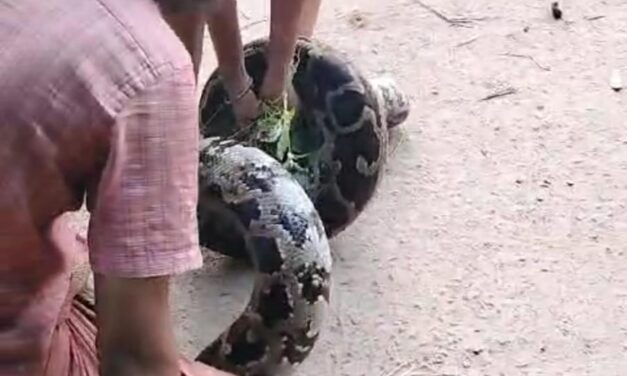 ಬೃಹತ್ ಗಾತ್ರದ ಹೆಬ್ಬಾವು ಹಿಡಿದ 12 ರ ಪೋರ !