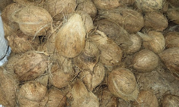 ತೆಂಗಿನಕಾಯಿ ಬೆಲೆಯಲ್ಲಿ ಭಾರಿ ಹೆಚ್ಚಳ