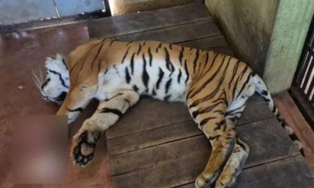 ರಾಣಿ ಚೆನ್ನಮ್ಮ ಮೃಗಾಲಯದ ಶೌರ್ಯ ಹುಲಿ ಸಾವು