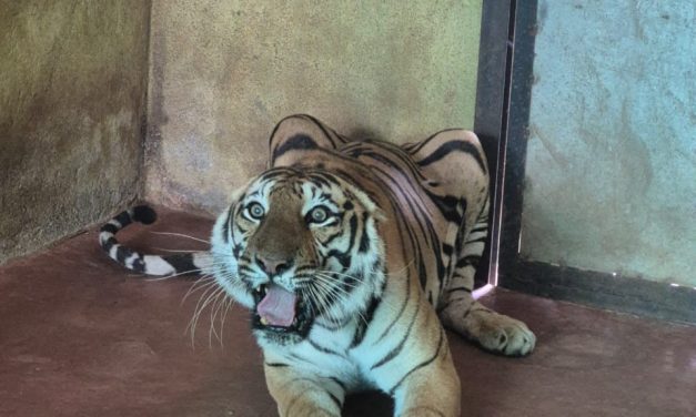 ಚೆನ್ನಮ್ಮ ಮೃಗಾಲಯಕ್ಕೆ ಹೆಣ್ಣು ಹುಲಿ ಆಗಮನ
