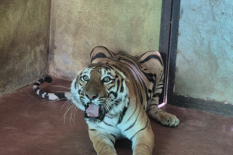 ಚೆನ್ನಮ್ಮ ಮೃಗಾಲಯಕ್ಕೆ ಹೆಣ್ಣು ಹುಲಿ ಆಗಮನ