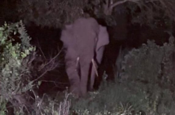 ಬೆಳಗಾವಿ: ಕಾಡಾನೆ ದಾಳಿ